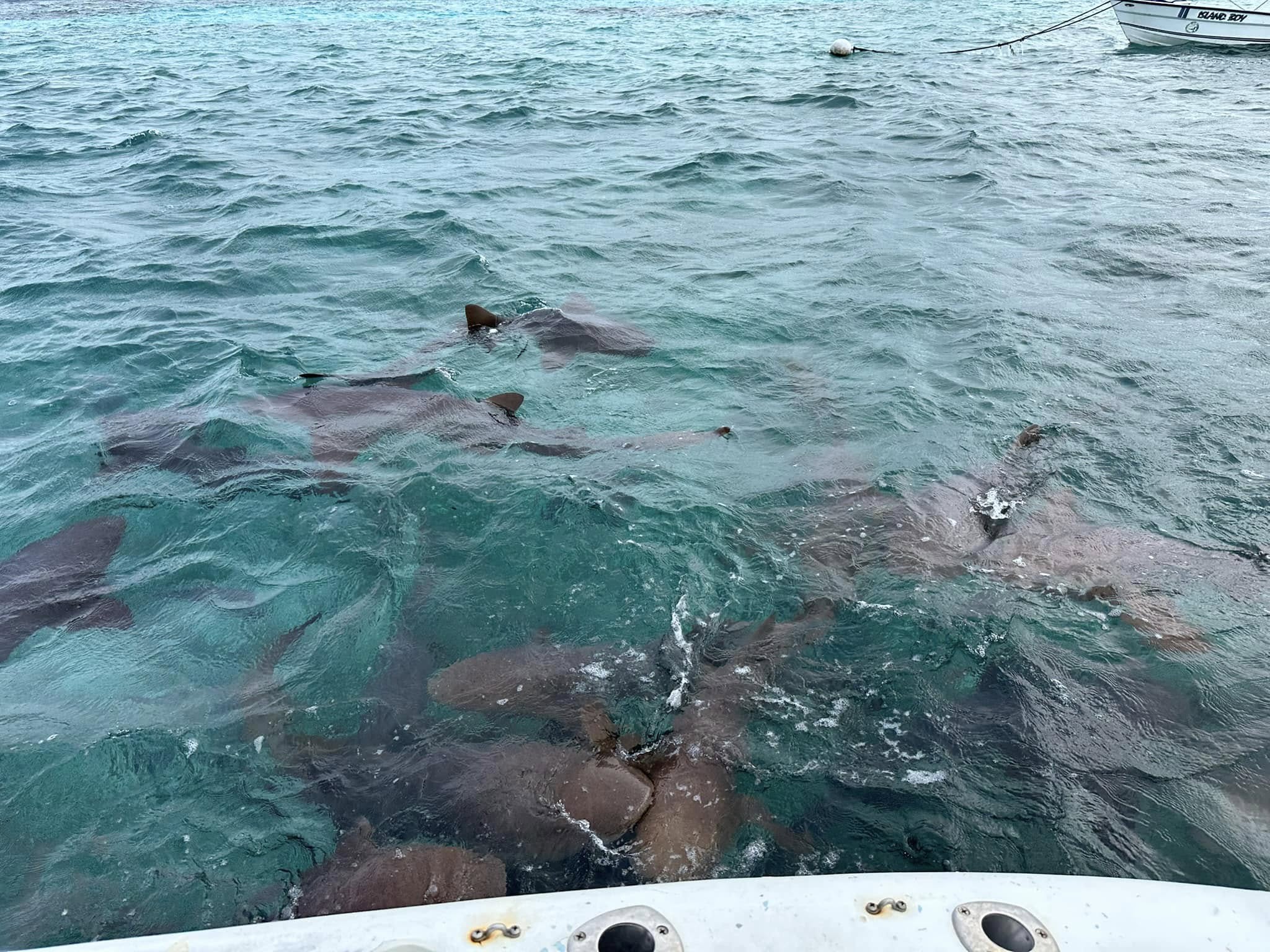 Swimming with sharks and snorkeling the reef.